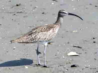 鳥類図鑑・チュウシャクシギ